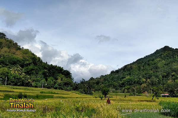 Pembangunan Pariwisata Melalui Desa Wisata Bukti Nyata Dewi Tinalah