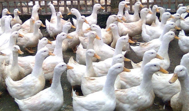 Ternak Bebek Pedaging 40 Hari Panen - Bebek Peking dan Hibrida Pilihannya
