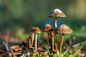 Mushroom Dream Bible Meaning