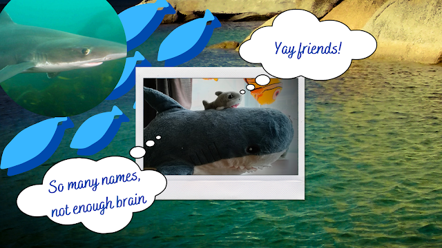 Bruce and Chum's thoughts on Tope Sharks