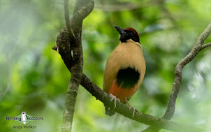 Noisy Pitta