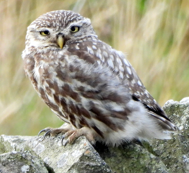 Birding Bradshaw and District