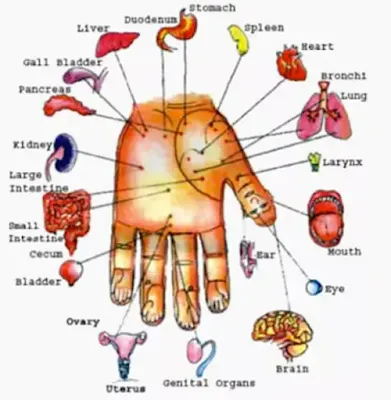 sujok therapy organs