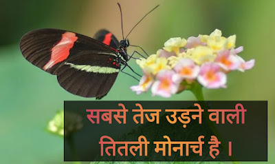 Butterfly Information in Hindi