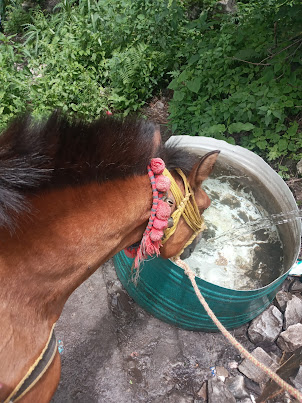Pony quenching its thirst on the long trek to Ghangaria