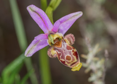 Ophrys scolopax - Woodcock orchid care