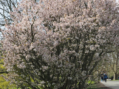 Вишня ниппонская (Prunus nipponica, =Cerasus nipponica)