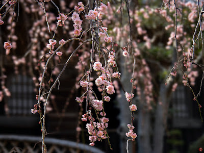 Shidare-ume (drooping Japanese apricot) flowers: Kaizo-ji