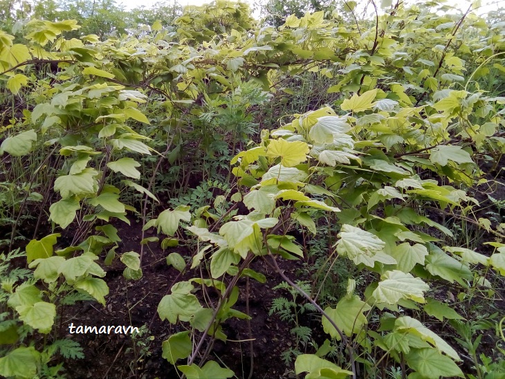 Диоскорея ниппонская (Dioscorea nipponica)