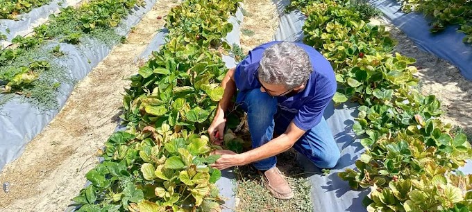 Ziraat Odası Ziraat Mühendisi çilek bahçelerinde incelemede bulundu.