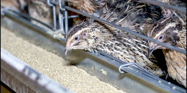 How do you raise quails for meat production?