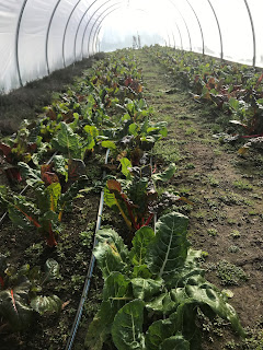 Chard growing in an unheated high tunnel