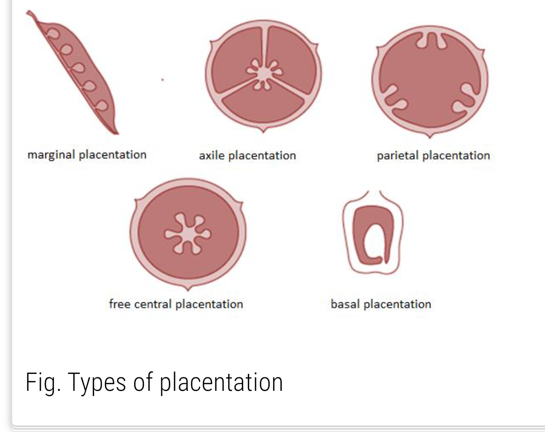 Placentation class 11th morphology of flowering plants