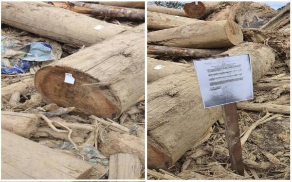 Notis kayu balak tidak dituntut ikut prosedur: JPNP
