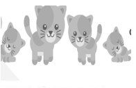 four cat