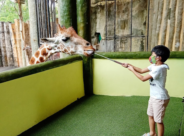 Feeding Giraffe - Avilon Zoo