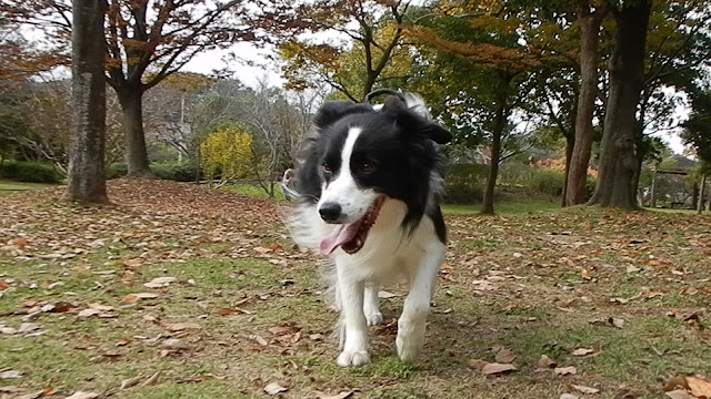 保護犬 ボーダーコリー トーマ