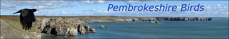 Pembrokeshire Birds