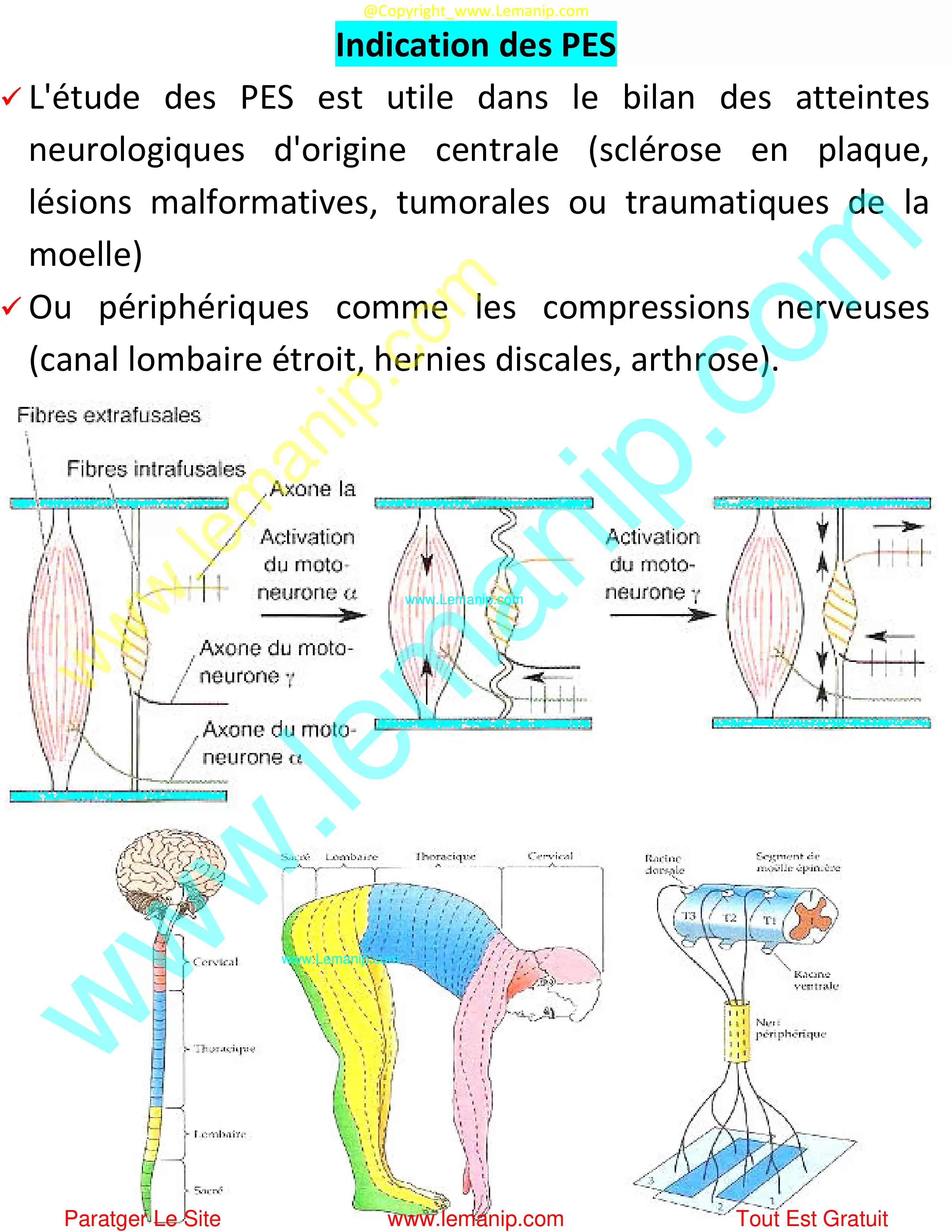 Indication des PES