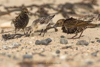 Wildlifefotografie Helgoland Düne Sanderling