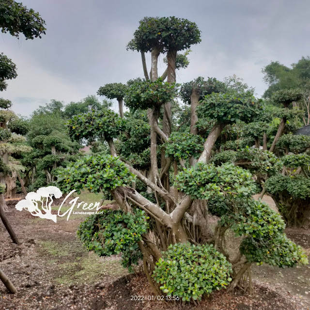 Jual Bonsai Beringin Korea Taman (Pohon Dolar) di Tegal Garansi Mati Terjamin