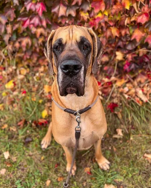 Great Dane with Long Ears