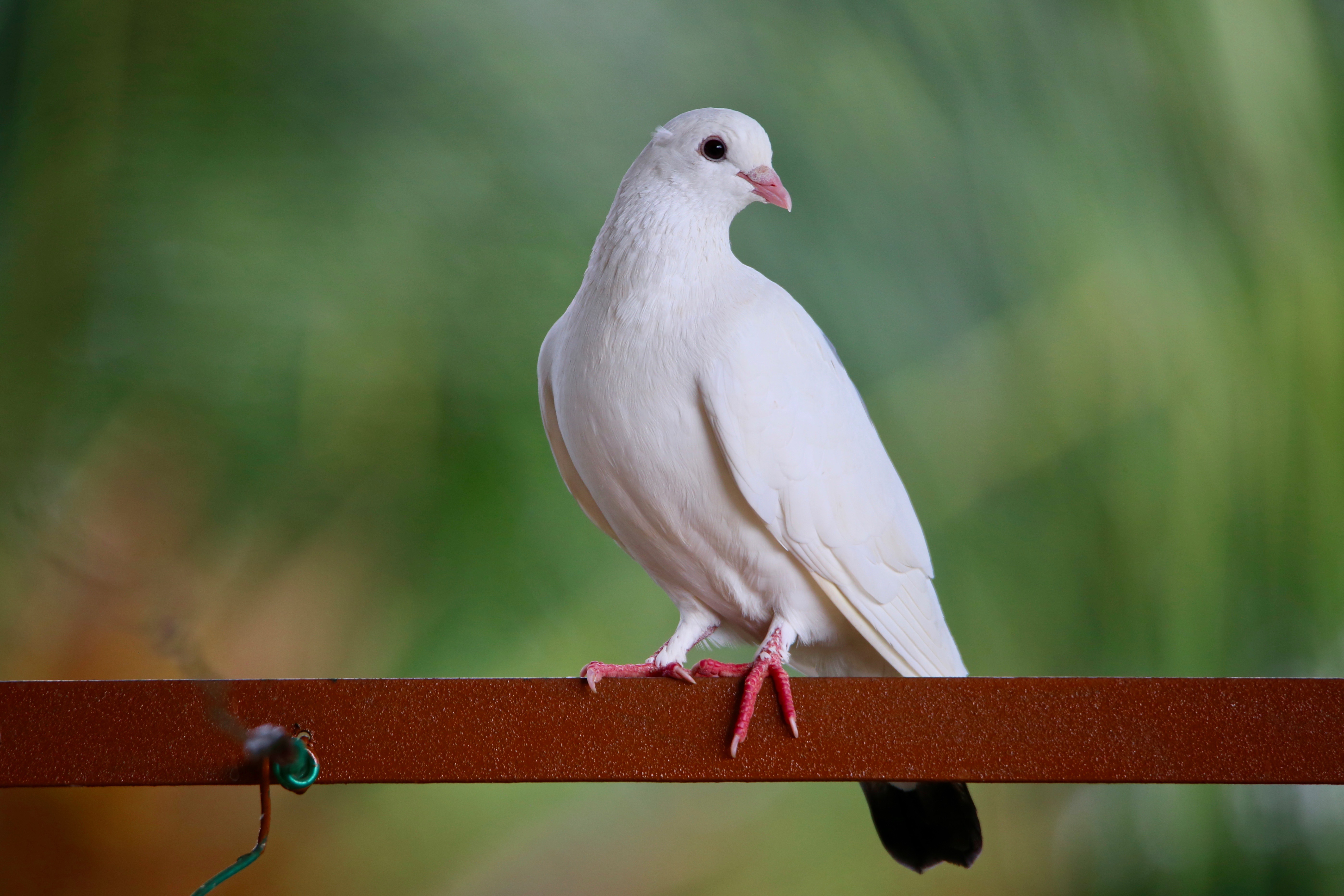 Domestic Pigeon high resolution images free