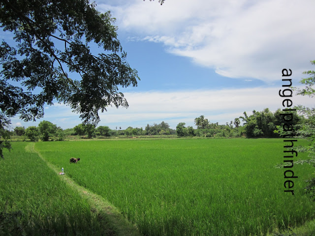 Rice fields of the Cauvery delta, TamilNadu