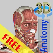 3D Bones and Organs