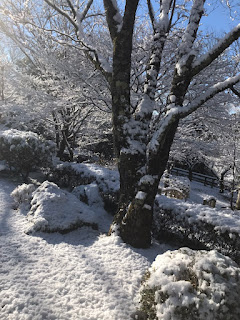 雪化粧した日本庭園＜1/7撮影＞