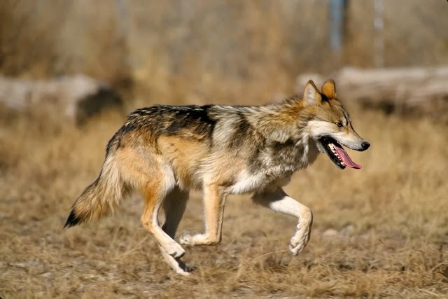 O difícil retorno do Lobo mexicano à natureza