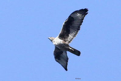 Bonelli's Eagle
