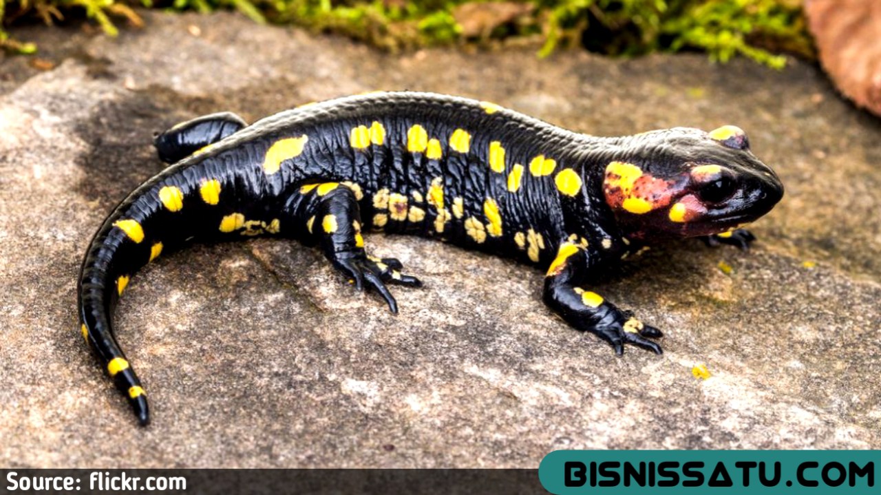 Mengapakah Salamander Mempunyai Dua Organ Pernafasan?