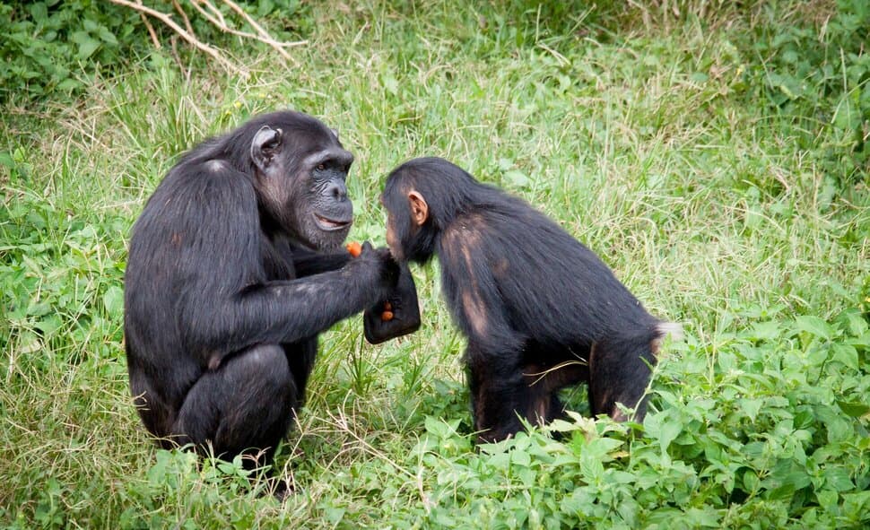 The Great Apes: Perhaps Smarter Than Our Ancestors