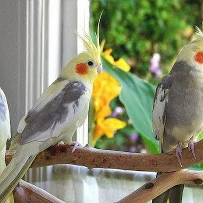 Burung Palek, Sudah Cantik, Merdu Pula