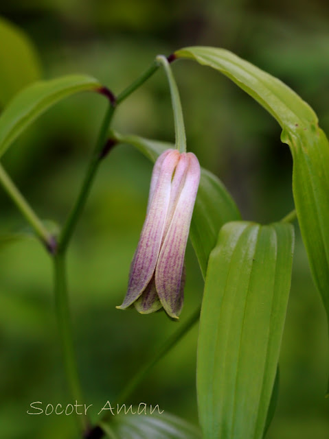 Disporum sessile