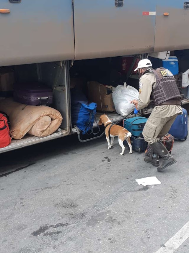 2ª Cia BPRv em Jacobina usa cão farejador na operação Paz no trânsito 