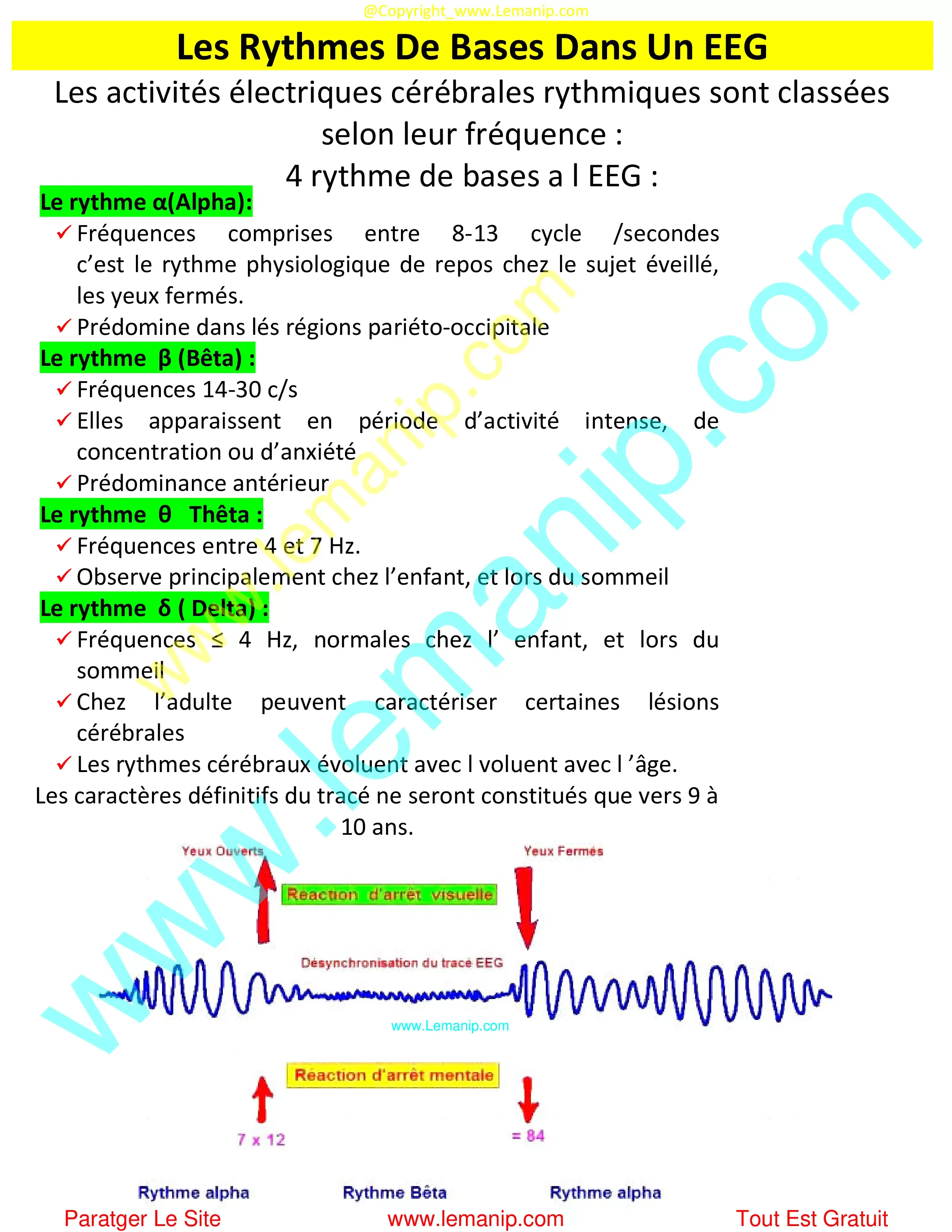 Les Rythmes De Bases Dans Un EEG