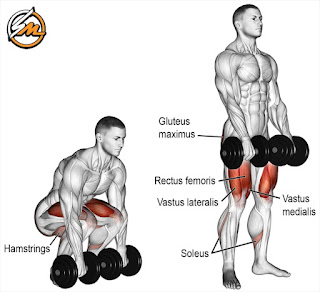 Full Back Workout with Dumbbells Only