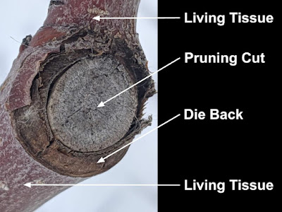 Die Back From Winter Pruning