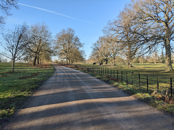 Two horses grazing in the eastern tree-lined avenue