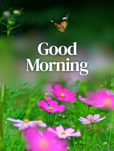 good morning photo odia, good morning photo friday, good morning photo ke sath, good morning photo with thought, good morning photo gallery