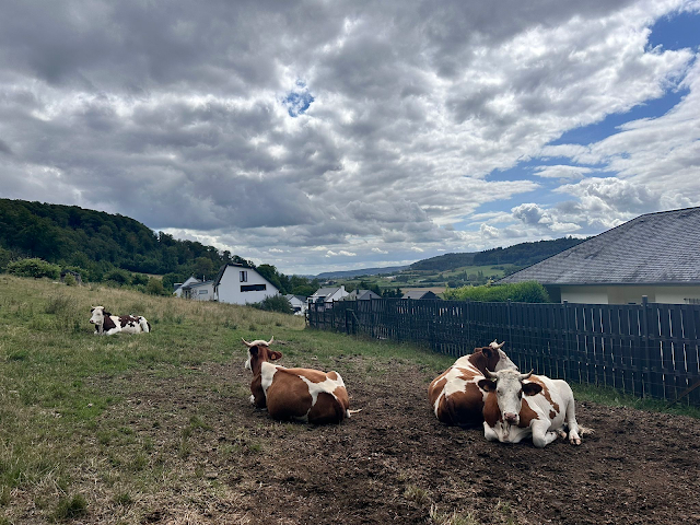 Cows sitting on a green grassy field behind some houses on a hill, with a cloudy sky above them.