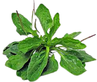 Health-Info-Plantain-Herb-03-healthnfitnessadvise.com