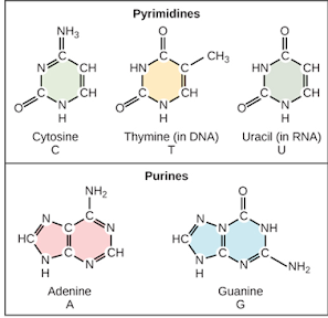 Nucleic acids Human Anatomy and Physiology B.Pharm Class Notes