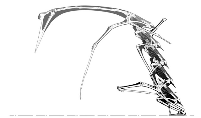 Αναπαράσταση βήμα προς βήμα της προτεινόμενης διαδικασίας πτήσης του Quetzalcoatlus. Ο πτερόσαυρος σκύβει, πηδά και μετά αρχίζει να χτυπά τα φτερά του. [Credit: Kevin Padian et al / John Conway].