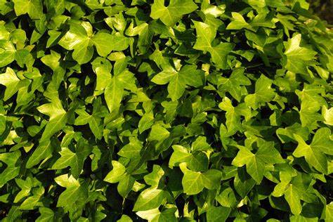 Apa itu daun ivy dan manfaatnya