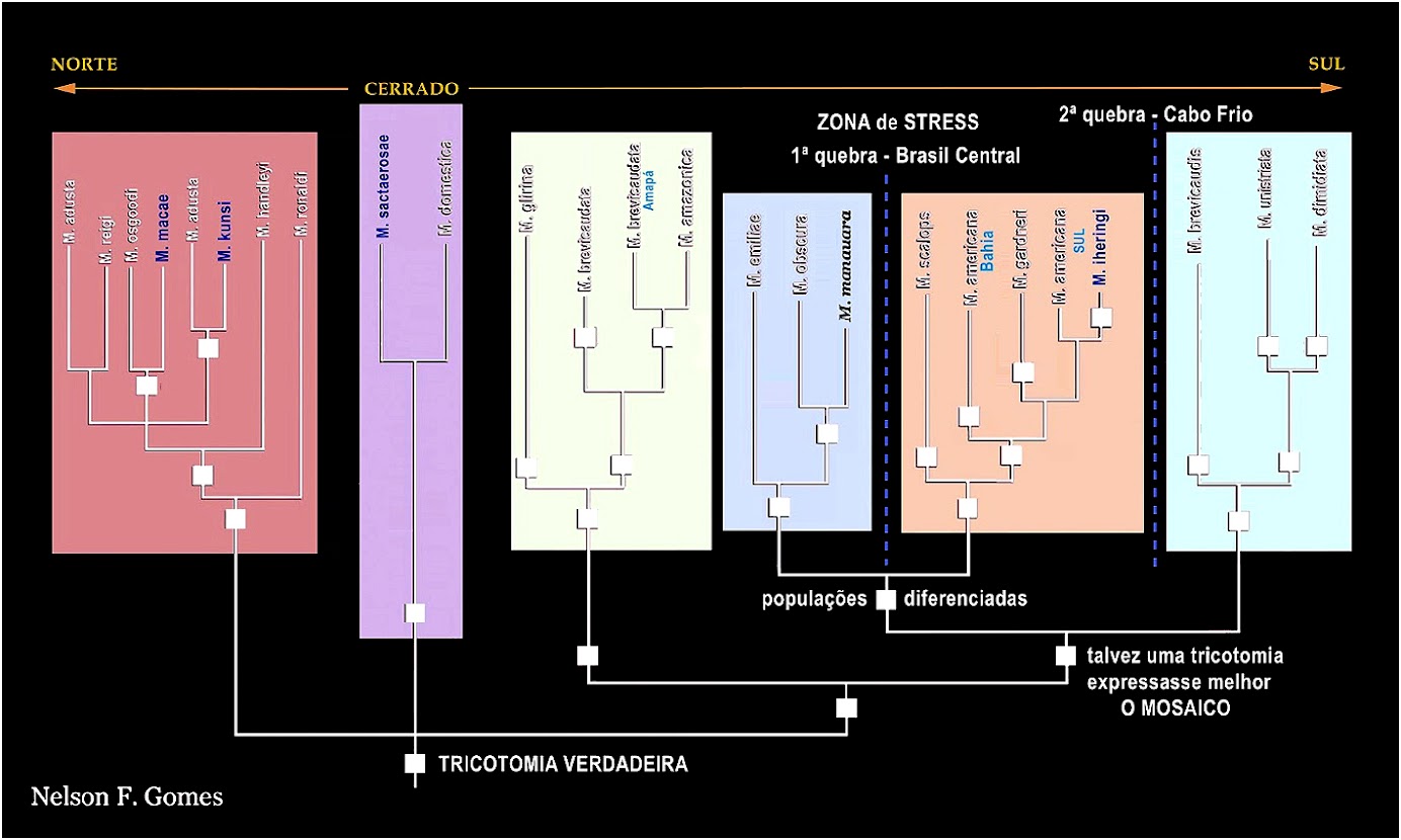 FILOGENIA de Monodelphis - O gênero se divide em 6 grupos de espécies