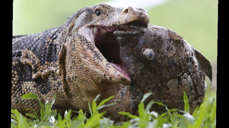 Jaws agape, a water monitor devours prey, embodying Thailand’s complex wildlife dilemma.