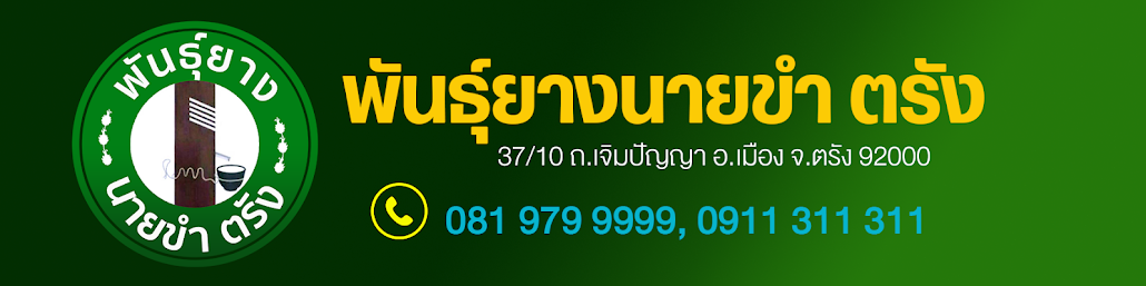 พันธุ์ยางนายขำ ตรัง